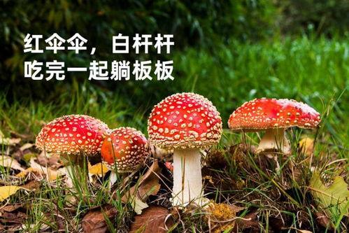 蘑菇网红吃瓜无码在线,揭秘网络红人的争议瞬间 第2张 蘑菇网红吃瓜无码在线,揭秘网络红人的争议瞬间 第2张
